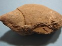 Lymnaea SP.  Spain. Uploaded by Granotius